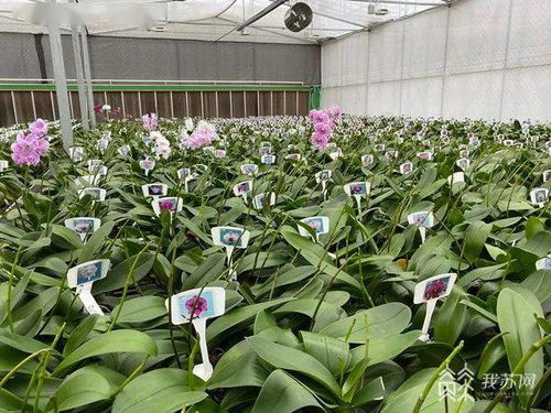 融合发展看江苏 台胞台青留在江苏，成为两岸文化交流的使者