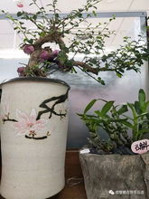 任丘信誉楼花卉好商品推荐