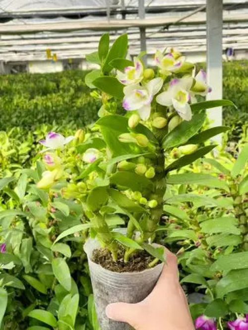 花香花期长的石斛兰品种 精品欣赏与养护指南