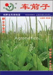 聚焦特色农业 从车前子到花卉的产业链探索——以辽阳市园艺花卉科学研究所与北京金地经典农业科技为例