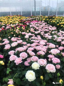 开远三家花卉企业产品跻身云南省10佳花卉品牌，引领现代农业新风尚