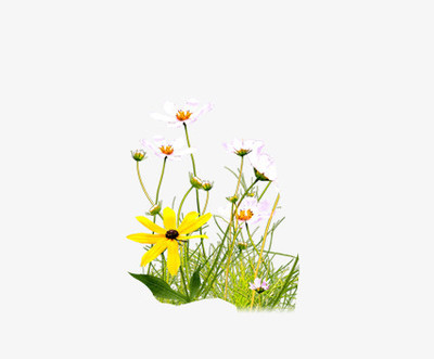 花卉PNG图片素材免费下载 熊猫办公打造苗木设计师的灵感宝库