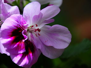 小区一隅，花开正好