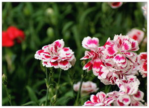 花卉习作 从苗木到繁花的艺术之旅