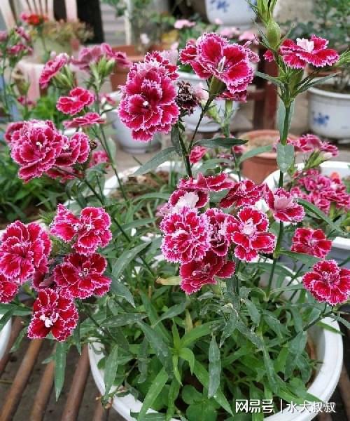 精品月季朱丽叶 气度非凡的盆栽佳品