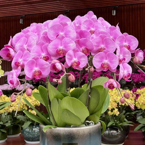 花满金陵，美好生活——2022南京精品年宵花展盛装启幕