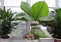 供应无土盆栽花卉植物批发价 解锁现代农业贸易新机遇