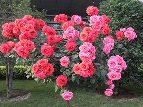 我们的工厂是花园